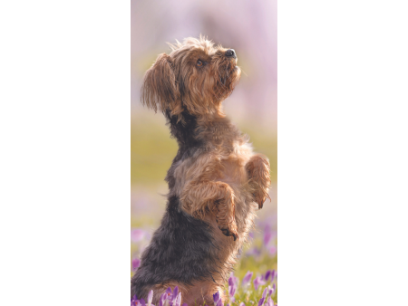 Yorkshire Terrier Slim Wall Calendar 2025 Hot on Sale