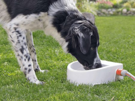 Automatic Fill - Outdoor Water Bowl Hot on Sale