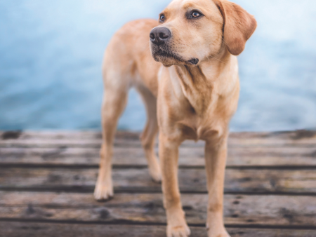 Yellow Labrador Traditional Wall Calendar 2025 Fashion