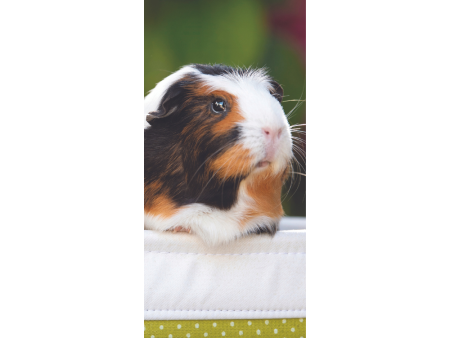 Guinea Pig Slim Wall Calendar 2025 Hot on Sale